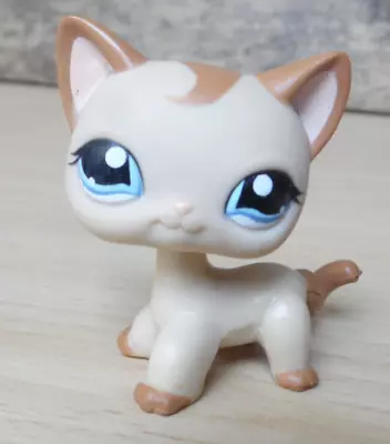 Buy Hasbro Lps Petshop Original European Chat Shorthair Cat # 855 • 14.29£