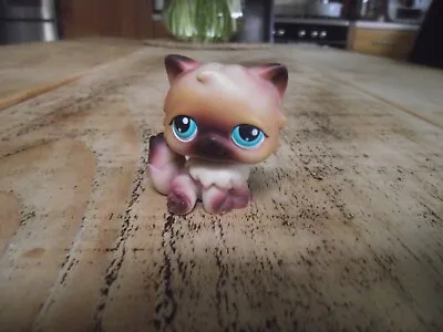 Buy Littlest Pet Shop Hasbro Persian Cat #22 Brown  • 9.99£