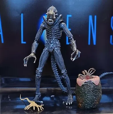 Buy Aliens : 40th Anniversary - BLUE XENOMORPH WARRIOR - 7  Deluxe Figure NECA  • 49.99£