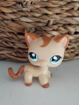 Buy Littlest PET SHOP - Authentic # 1024 European Chat Cat Hasbro Petshop LPS • 10.30£