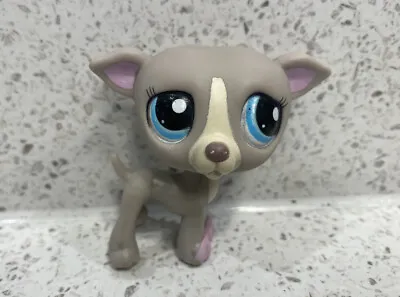 Buy LPS Littlest Pet Shop Authentic Grey Whippet Greyhound Dog #1897 • 6.50£